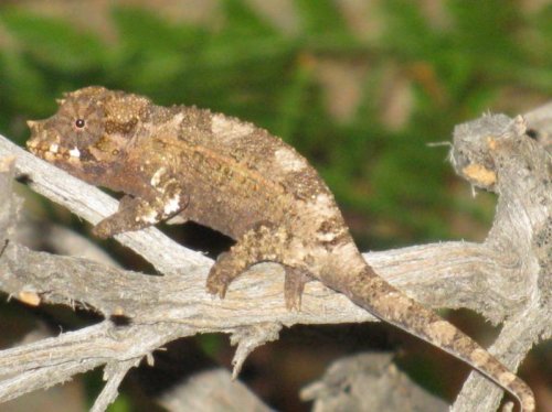 J. Male #3 Green0001.jpg