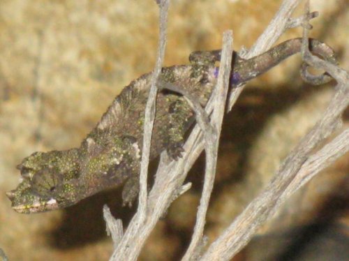 J. Male #5 Blue0001.jpg