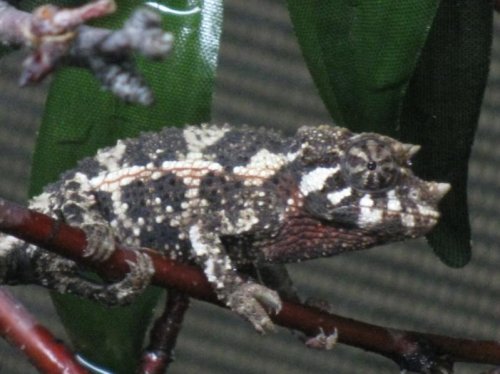 J. Male #6 Black0001.jpg