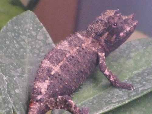 J. Male #7 Red0001.jpg