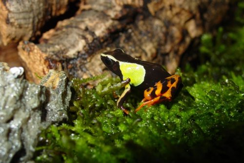 mantella (11).JPG