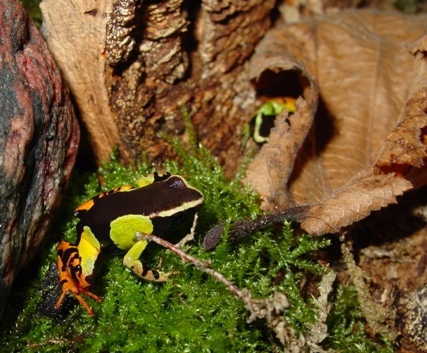 mantella (14b).JPG