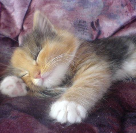 tired Phoebe.JPG