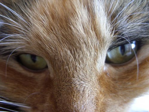 Closeup Phoebe.jpg