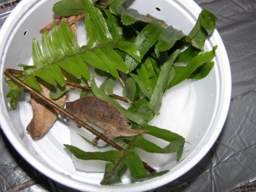 Pygmy1.jpg