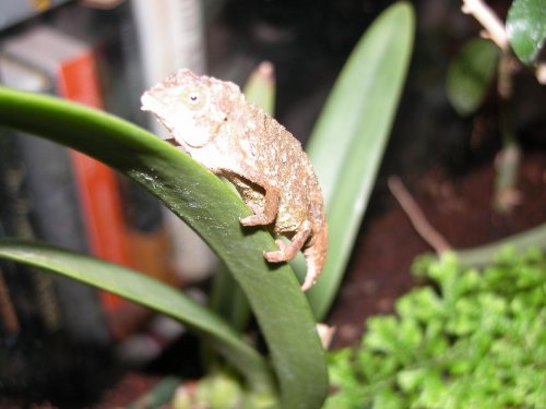 Pygmy2.jpg