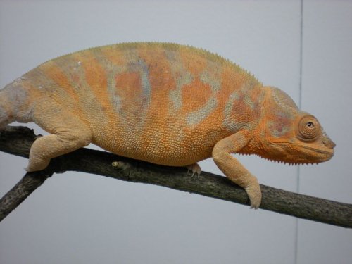 DSCN0629 [1280x768].JPG