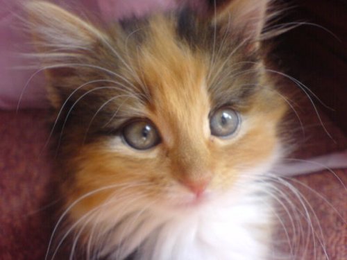 Princess Phoebe!.jpg