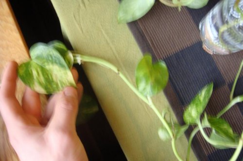 plant.JPG