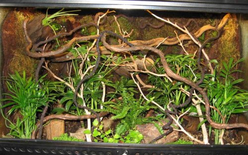 Vivarium1.jpg