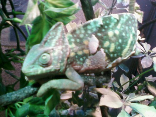 Kayla Phone Pics 108.jpg