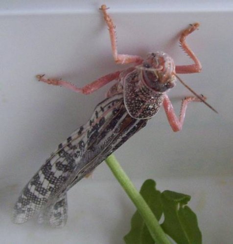 Adult Locust.jpg