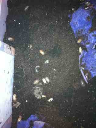 ImageUploadedByTapatalk1368840837.322295.jpg ImageUploadedByTapatalk1368840837.322295.jpg