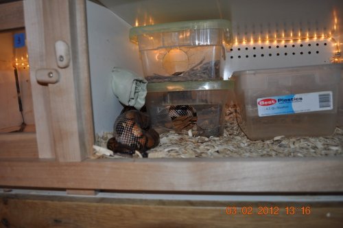 rainbow boa adults.jpg