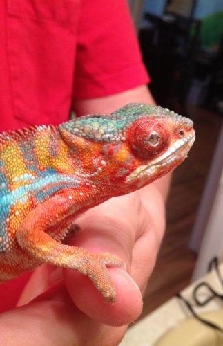 closeup of right side.JPG