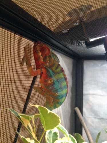 In his enclosure sleeping all day.jpg