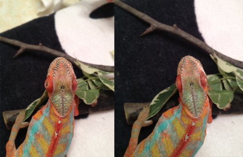 right eye from top.jpg