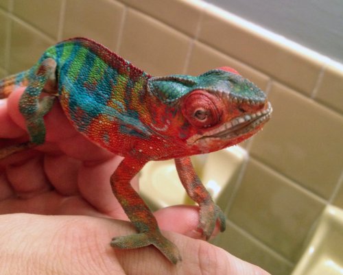 right eye looks droopy.JPG