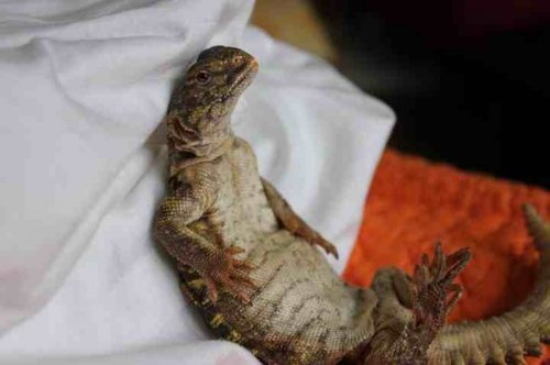 ImageUploadedByTapatalk HD1369577999.184199.jpg