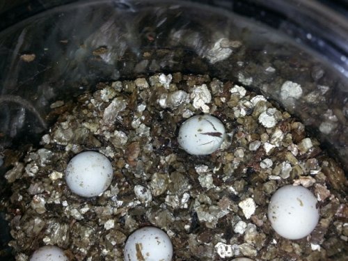 camilles first clutch hatching 5-31-13.jpg