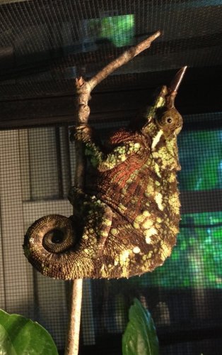 Werneri female 06-01-13.jpg