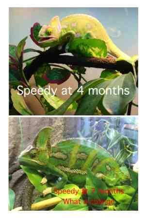 ImageUploadedByTapatalk1370191572.791633.jpg