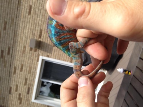 pixelpenis2.jpg