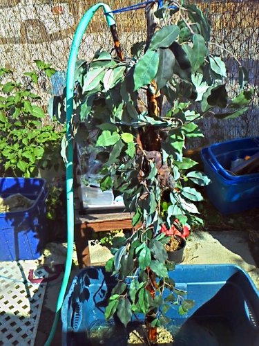 Fake tree that i set up for camille.jpg