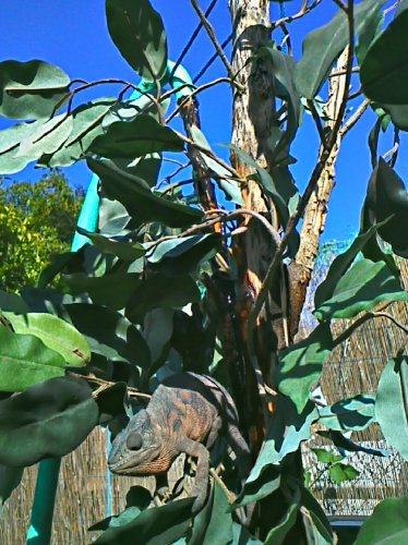 camille on fake tree with hose waterfall.jpg