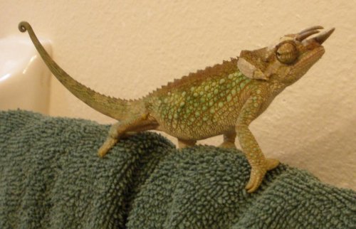 Werneri Male 06-05-13c.jpg