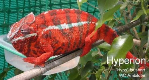 apollos grandfather wc.jpg