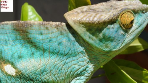 ParsoniiGroup 065.jpg