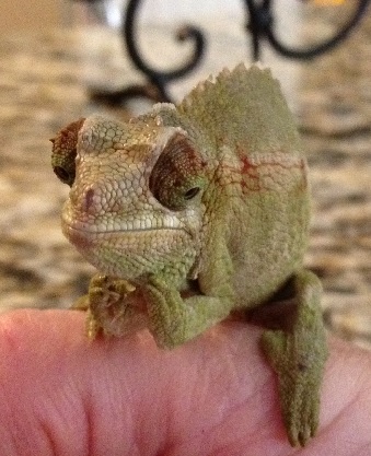 Baby Chameleon2.jpg Baby Chameleon2.jpg