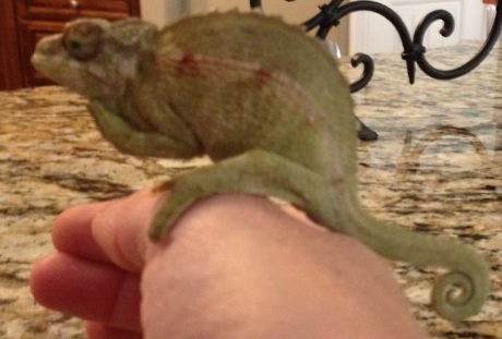 Baby Chameleon1.jpg Baby Chameleon1.jpg