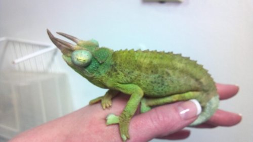 Little Green Guy.jpg Little Green Guy.jpg