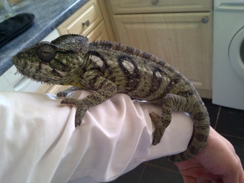 New Forest-20130525-01221.jpg