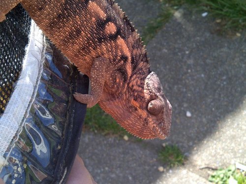 New Forest-20130527-01239.jpg