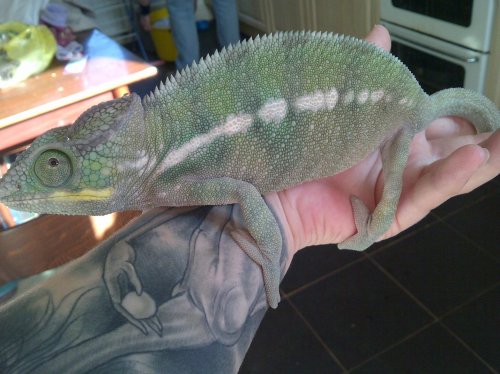 New Forest-20130601-01311.jpg