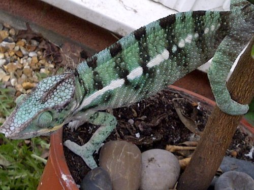 New Forest-20130419-00984.jpg