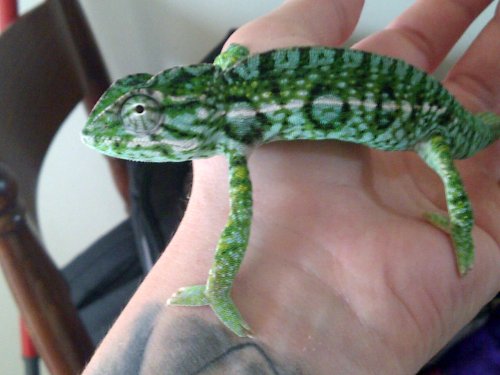 New Forest-20130527-01246.jpg