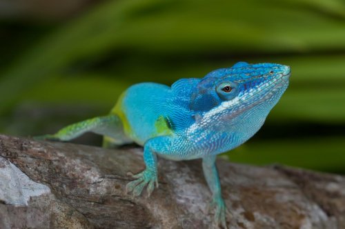 Anoles_Cuba_2012-4-of-16.jpg