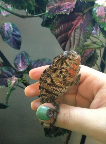 944668_608125412539550_518681803_n (1).jpg