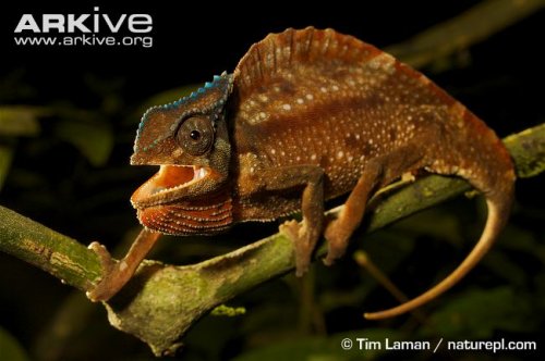 Crested-chameleon-on-branch-Bioko-Island.jpg