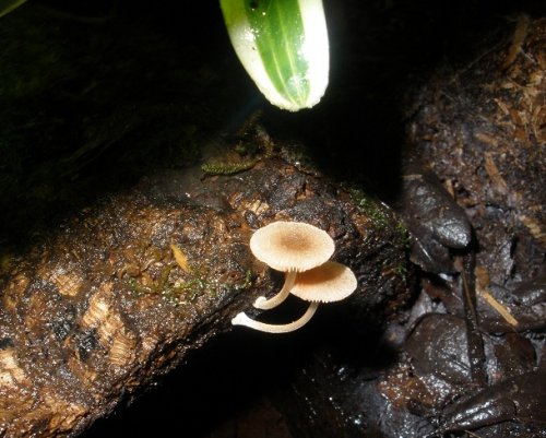 Mushrooms 2.JPG