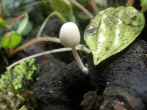 Mushrooms 4.JPG