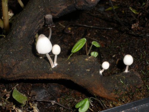 Mushrooms 6-23-12a.jpg