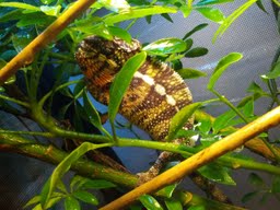 Motley2point0 pic 1.jpg