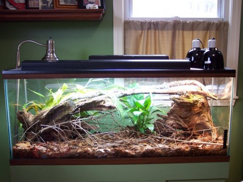 anolis allisoni tank with a 36 inch dual ho t5.jpg