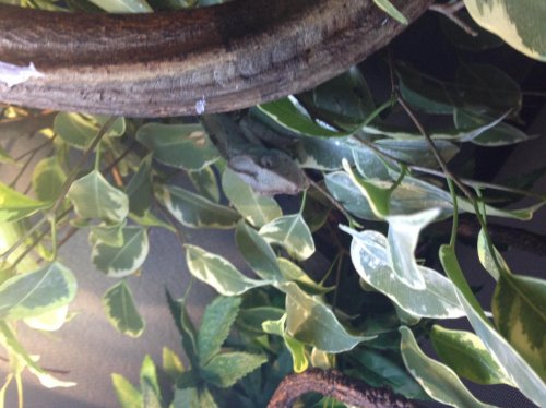 Oliver in the morning.jpg