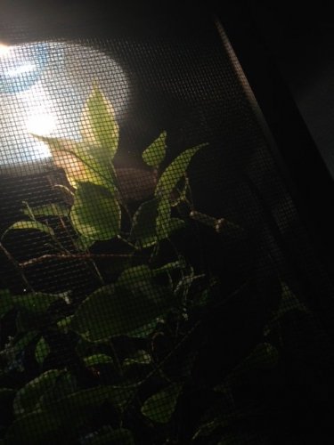 Oliver Through screen.JPG